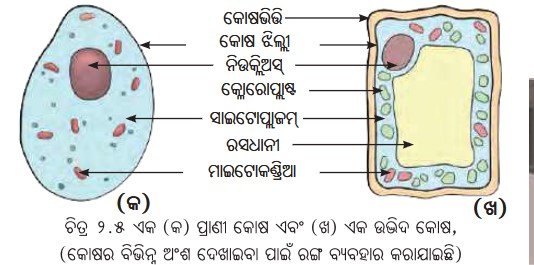 plant-cell-and-animal-cell